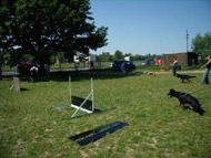 obrázek cvičení psa ochránce na cvičišti v Troji