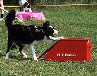 obrázek flyball