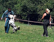 obrázek Michala Andrýska při tréninku psa Foresta v Troji