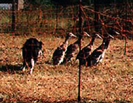 obrázek vládání ovčáckých psů