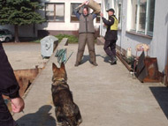 obrázek cvičení psa ochránce spolupráce z českou policii