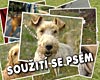 obrázek psa